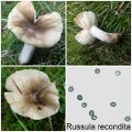 Russula recondita-amf1628